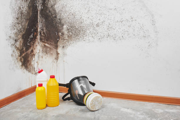 Best Office Mold Removal Services  in Meridian Village, CO