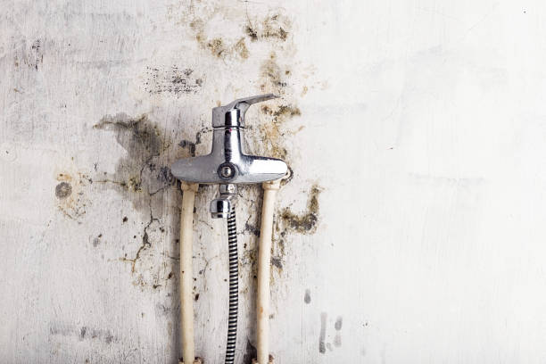 Best Commercial Mold Removal  in Meridian Village, CO