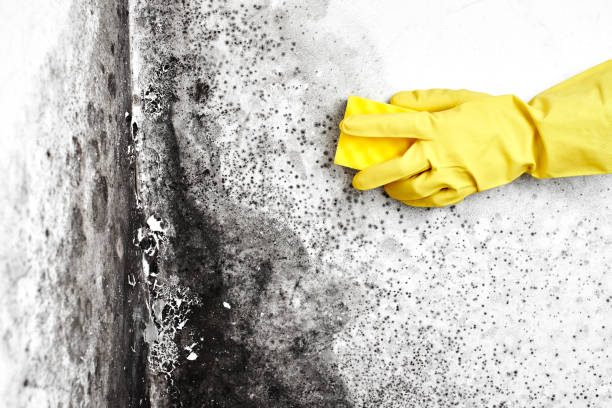 Water Damage Restoration in Meridian Village, CO