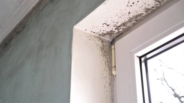 Best Black Mold Removal  in Meridian Village, CO