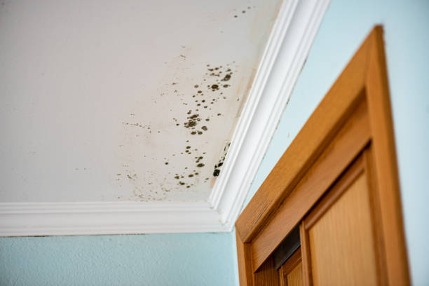 Certified Mold Removal in Meridian Village, CO