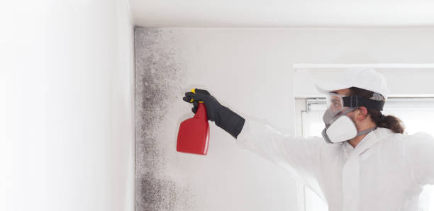 Best Home Mold Removal  in Meridian Village, CO