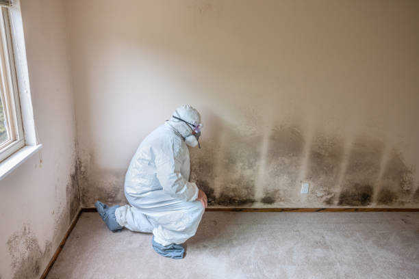 Mold Testing and Removal in Meridian Village, CO