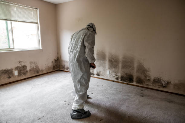 Best Attic Mold Removal  in Meridian Village, CO