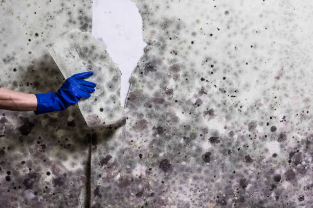 Office Mold Removal Services in Meridian Village, CO