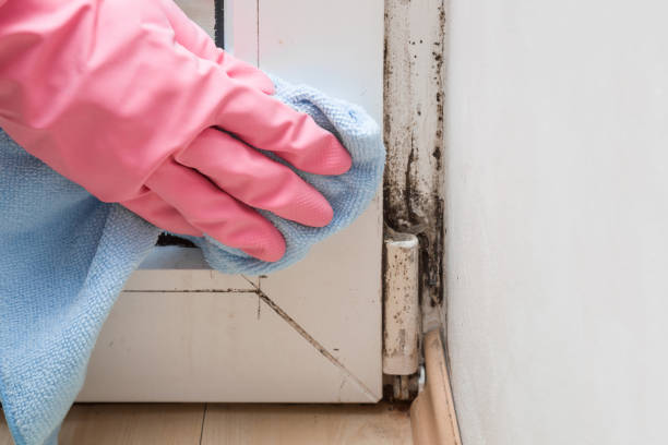 Best Crawl Space Mold Removal  in Meridian Village, CO